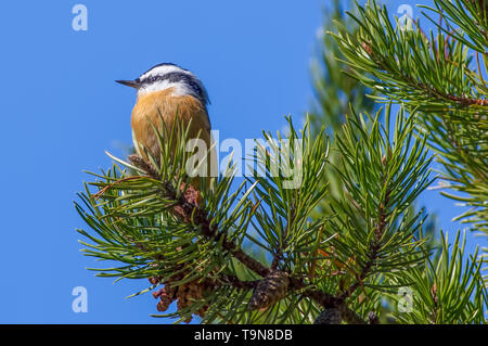 Red-breasted picchio muratore appollaiato su un pino sul belvedere - in autunno / autunno nel Crex Prati Area faunistica in Wisconsin settentrionale Foto Stock