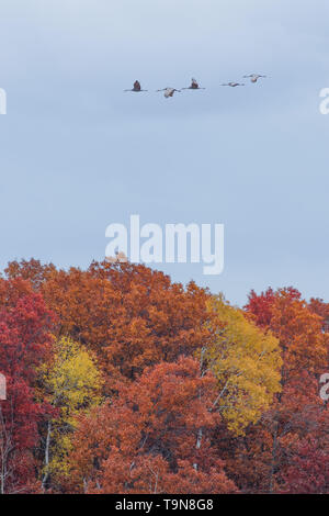 Sandhill gru volando sopra la caduta foglie di colore se alberi decidui (giallo, arancione, marrone, rossa) in autunno in Crex Prati Area faunistica nel Nord Foto Stock