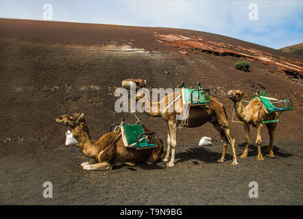 Smal carovana di cammelli in appoggio nel deserto sulla sabbia bown nella giornata di sole Foto Stock