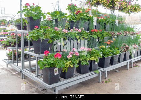 Colorato di piante in vaso sul visualizzatore in corrispondenza di un centro giardino in maggio. Foto Stock