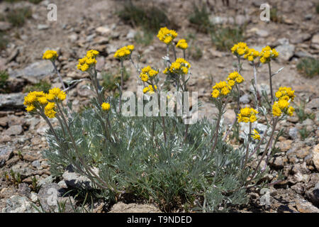 Alpine fiore selvatico Artemisia glacialis (glacier assenzio), Valle d'Aosta, Italia. Foto scattata a un'altitudine di 2800 metri. Foto Stock