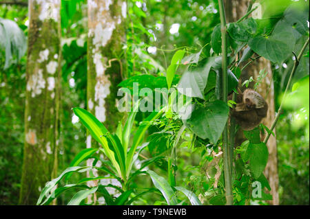 Hoffmann due toed baby bradipo (Choloepus hoffmanni) dormire nella foresta pluviale / Camino de Cruces National Park, Panama. Foto Stock