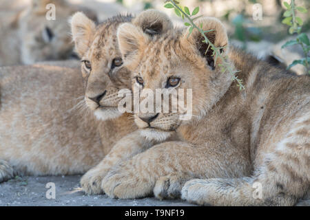 Lion fratelli guardando, Tanzania Foto Stock