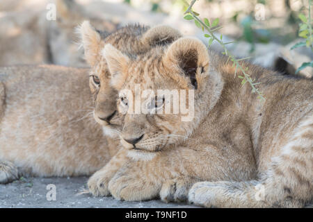 Lion fratelli guardando, Tanzania Foto Stock