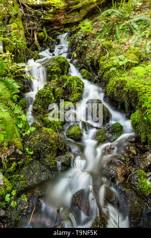 Piccolo ruscello che scorre nel fiume Columbia sul lato di Washington. Buon effetto dell'acqua da una lunga esposizione per una rilassante scena pacifica nella foresta Foto Stock