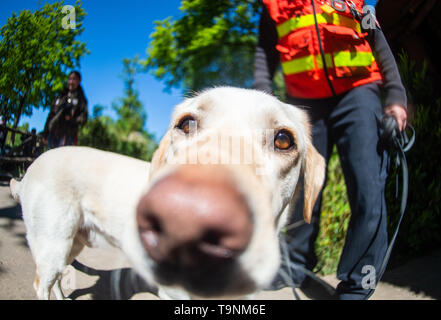 Hannover, Germania. 15 Maggio, 2019. Il peperoncino, il 4 anno di età del Labrador e personal tracker cane di Lars Oellermann, servizio gestore del cane, sniffs presso la telecamera nel zoo di Hannover. Le forze di polizia sono cani addestrati in zoo per evitare di essere distratti in ambienti con forti odori. Credito: Christophe Gateau/dpa/Alamy Live News Foto Stock