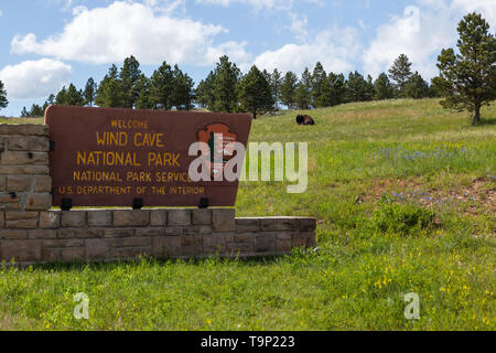 Parco nazionale della Grotta del Vento, il Dakota del Sud - Giugno 11, 2014: un grande bison che stabilisce nell'erba verde su una collina sopra l'entrata segno per la Grotta del Vento Nazione Foto Stock