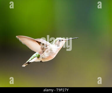 Femmina Hummingbird Ruby-Throated battenti nella parte anteriore di uno sfondo verde scuro. Foto Stock