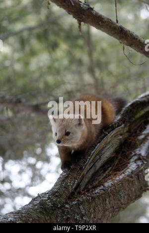 American Marten (Martes americana) AKA American martora. Fotografato a Mew Lago, Algonquin Provincial Park, Ontario, Canada Foto Stock