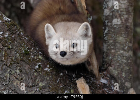 American Marten (Martes americana) AKA American Martora in una struttura ad albero. Fotografato a Algonquin Provincial Park, Ontario, Canada Foto Stock