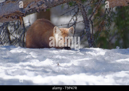 American Marten (Martes americana) AKA American Martora rannicchiato nella neve. Fotografato a Algonquin Provincial Park, Ontario, Canada Foto Stock