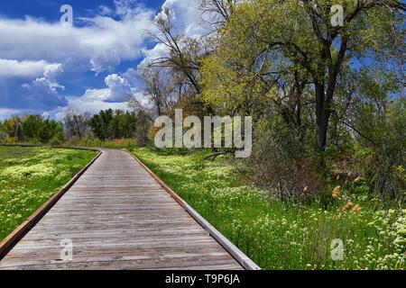 Jordan River Parkway Trail, Redwood sentiero confinanti con il lascito Parkway Trail, panorama con alberi circostanti e limo riempito di acqua fangosa al Foto Stock