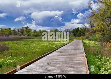 Jordan River Parkway Trail, Redwood sentiero confinanti con il lascito Parkway Trail, panorama con alberi circostanti e limo riempito di acqua fangosa al Foto Stock