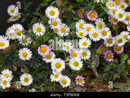 Erigeron karvinskianus, close-up di fiori, Worcestershire, Regno Unito Foto Stock