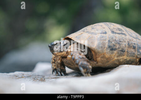 Close-up tartaruga in natura. Camminare sulla roccia. Foto Stock