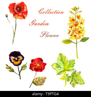 Fiori acquerello mano-panted illustrazione. Set di fiori da giardino su uno sfondo bianco. Foto Stock