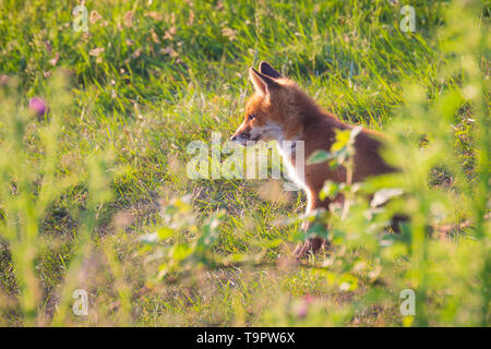 Giovani wild red fox vulpes vulpes cub giocando nella parte anteriore del nido durante la sera. Il nido si trova sullo sfondo della bussola Foto Stock