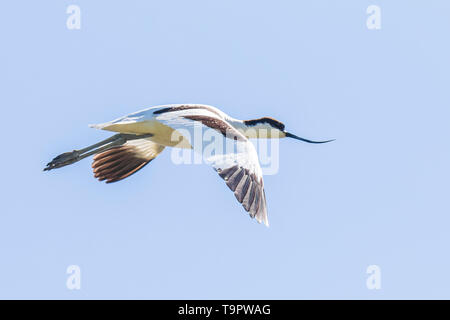 Pied Avocetta Recurvirostra avosetta in volo contro un cielo blu. Foto Stock