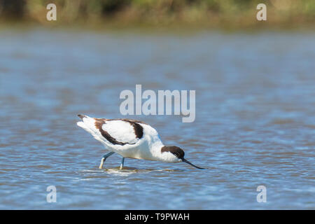 Pied Avocetta Recurvirostra avosetta trampolieri rovistando in acque poco profonde in una giornata di sole Foto Stock