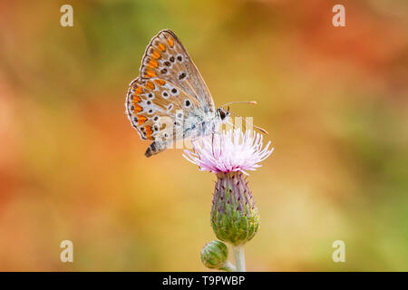 Piccolo marrone hairstreak butterfly Thecla betulae e nettare di alimentazione su un fiore Foto Stock