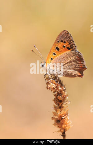 Primo piano di un piccolo o di rame comune farfalla Lycaena phlaeas poggiante sulla vegetazione. Foto Stock