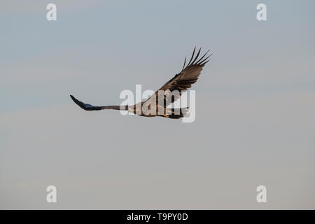 Bruno flying eagle Foto Stock