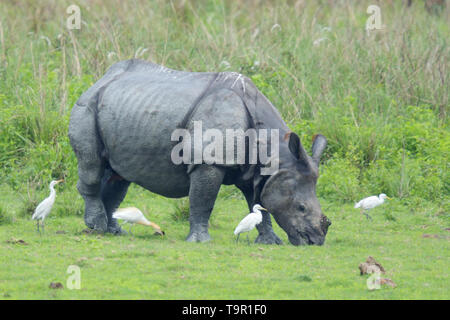 Il rinoceronte indiano (Rhinoceros unicornis) accompagnato da un gregge di guardabuoi (Bubulcus ibis) nel Parco Nazionale di Kaziranga, India Foto Stock