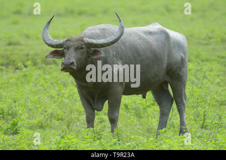 Wild Water Buffalo (Bubalus arnee) nel terreno paludoso del Parco Nazionale di Kaziranga, India Foto Stock