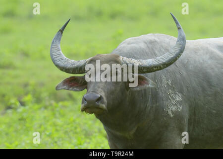 Wild Water Buffalo (Bubalus arnee) nel terreno paludoso del Parco Nazionale di Kaziranga, India Foto Stock