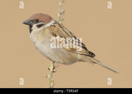 Eurasian Tree Sparrow (Passer montanus) nel deserto Kubuqi, Mongolia interna Foto Stock