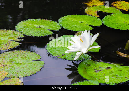 Nenufar bianco in uno stagno circondato da floating foglie verdi e belle riflessioni in poca acqua trasparente Foto Stock