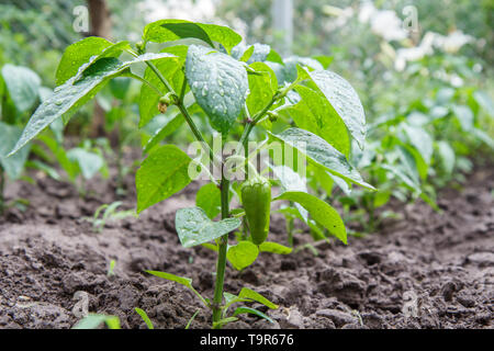 Giovani il peperone cresce su bush nel giardino. Il bulgaro o dolce di piante di pepe. Profondità di campo. Foto Stock