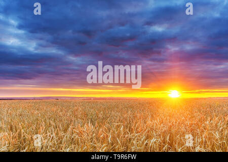 Il tramonto sopra il campo di grano Foto Stock