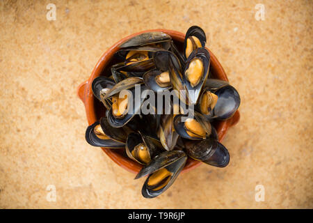 Corda scozzese-cresciute Cozze Mytilus edulis, che sono state acquistate da un supermercato nel Regno Unito e bollito. Visualizzato in una ciotola su una luce naturale sto Foto Stock