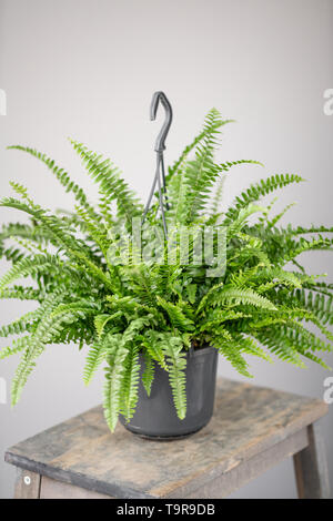 Nephrolepis piante, felce. Elegante pianta verde in vasi di ceramica su legno stand vintage su sfondo grigio della parete. Modern room decor. sansevieria Foto Stock