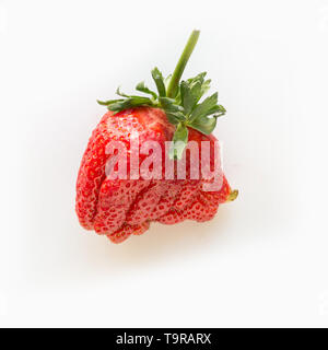 Brutto mature fragola organici isolati su sfondo bianco. Vista da sopra. Foto Stock