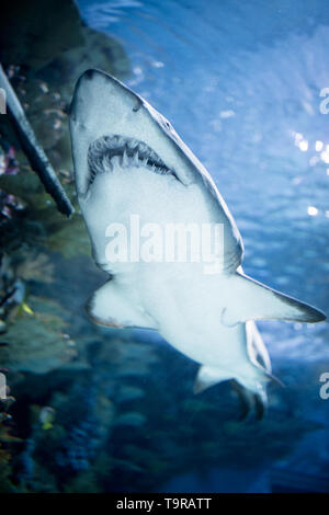 Predator shark nuoto in acquario Foto Stock