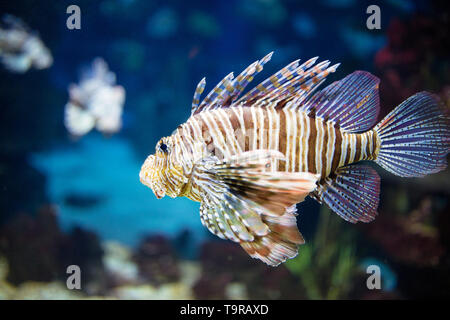 Bellissimo pesce zebra o striato leone in acquario Foto Stock