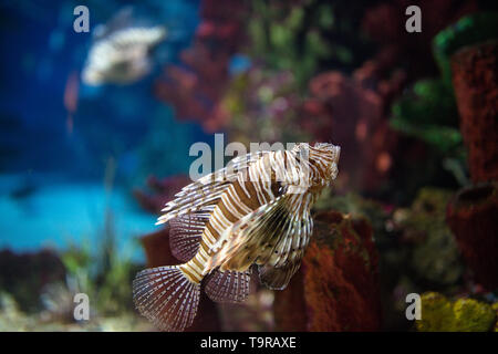 Poison scorpion fish in acquario Foto Stock