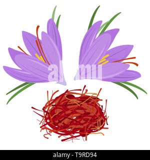 Fiore crocus ed essiccato zafferano spezie. Crocus sativus Foto Stock