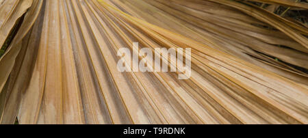 Asciugare Palm tree leaf closeup view Foto Stock