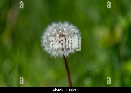 La profondità di campo di una ripresa di un seme di tarassaco testa, noto anche come un orologio di tarassaco. Nome latino è Taraxacum asterales. Foto Stock