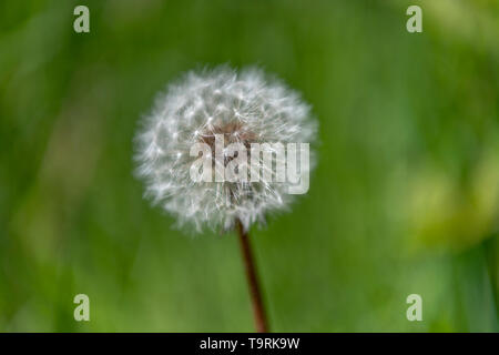 La profondità di campo di una ripresa di un seme di tarassaco testa, noto anche come un orologio di tarassaco. Nome latino è Taraxacum asterales. Foto Stock