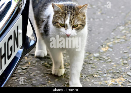Larry the Cat, capo ufficiale Mouser presso il Gabinetto Office, a Downing Street, Westminster, maggio 2019 Foto Stock