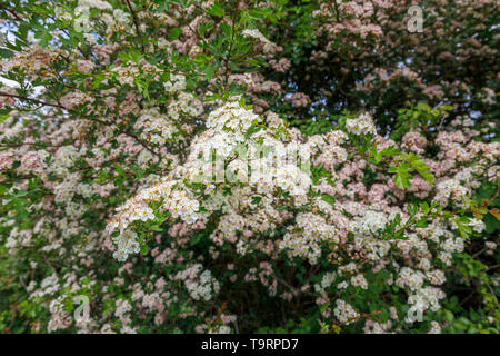 Biancospino (crataegus) fioritura di bianco e rosa venato fiori in tarda primavera / estate precoce nel Test Valley, Southampton, Hampshire, Inghilterra del sud Foto Stock