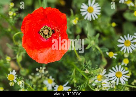 Fiore rosso del campo di coltivazione del papavero in un prato. Il bianco e il giallo dei fiori ed erba verde in background. Soleggiata giornata di primavera in natura. Foto Stock