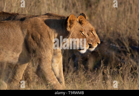 Due maschi giovani fratelli lion levetta per la preda in Botswana. Essi sono perfettamente in linea il leone posteriore leggermente nella parte anteriore a forma quasi una doppia immagine Foto Stock