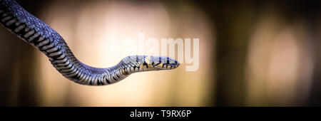 Biscia dal collare (Natrix natrix) close-up con uno sfondo luminoso Foto Stock