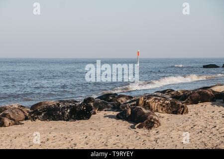 Guarnizioni crogiolarsi al sole sulla sabbia in spiaggia Horsey, Norfolk, Regno Unito, in primavera. Foto Stock