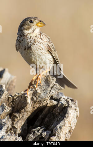 Corn bunting (Miliaria calandra), appollaiato sul suo tronco al pascolo di Estremadura, Spagna. Foto Stock